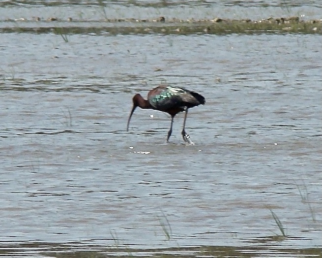 glossy ibis
